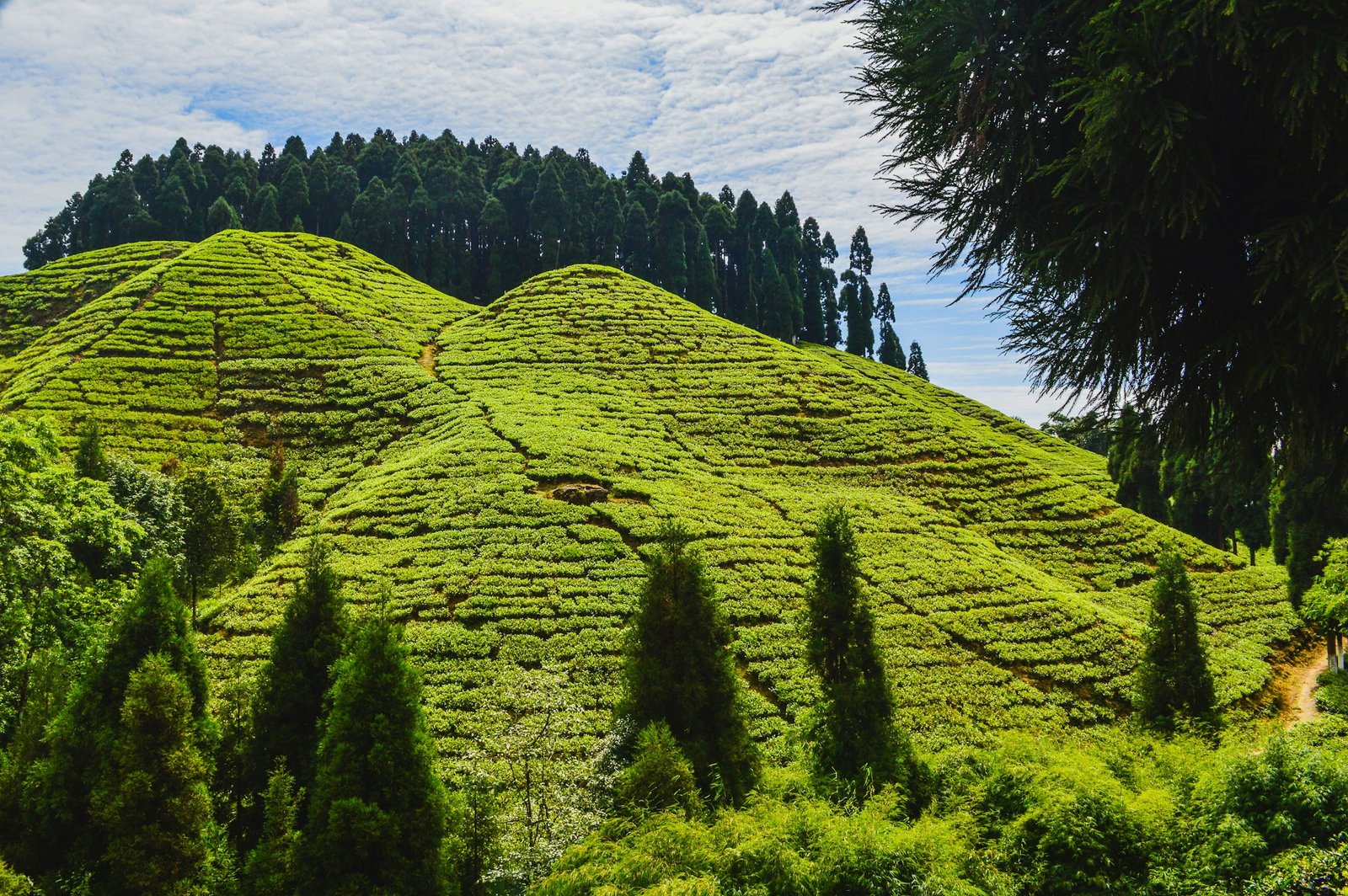tea garden darjeeling